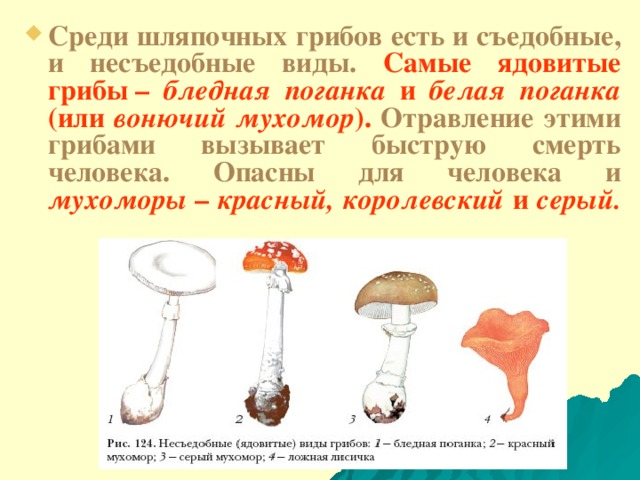 Среди шляпочных грибов есть и съедобные, и несъедобные виды. Самые ядовитые грибы – бледная поганка и белая поганка (или вонючий мухомор ). Отравление этими грибами вызывает быструю смерть человека. Опасны для человека и мухоморы  – красный, королевский и серый.  