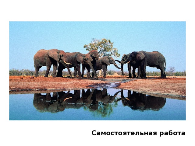 Самостоятельная работа 