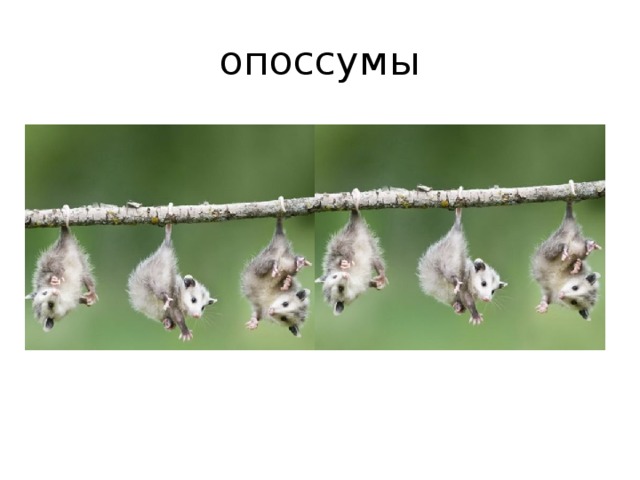 опоссумы 