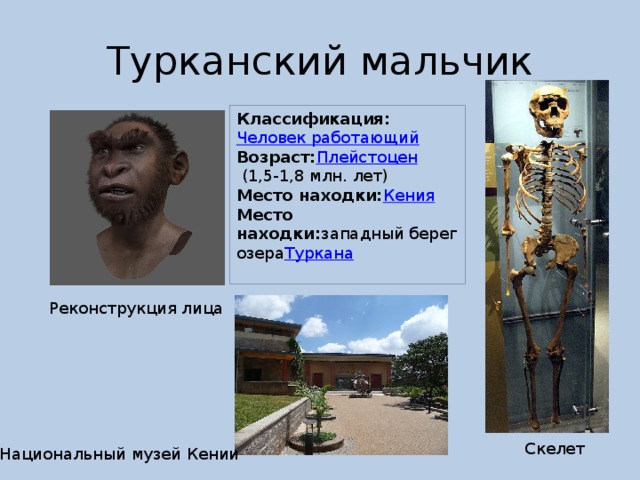 Турканский мальчик Классификация: Человек работающий Возраст: Плейстоцен  (1,5-1,8 млн. лет) Место находки: Кения Место находки: западный берег озера Туркана Реконструкция лица Скелет Национальный музей Кении 