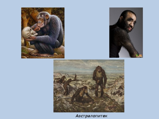 Австралопитек 