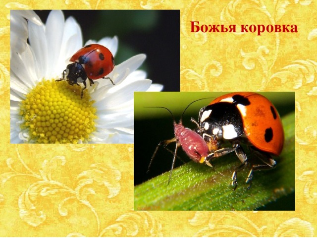 Божья коровка  