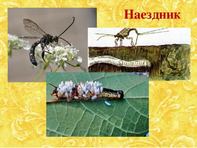 Наездник 