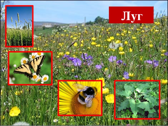  Луг 