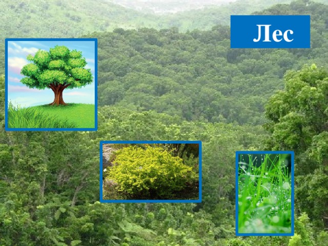  Лес 