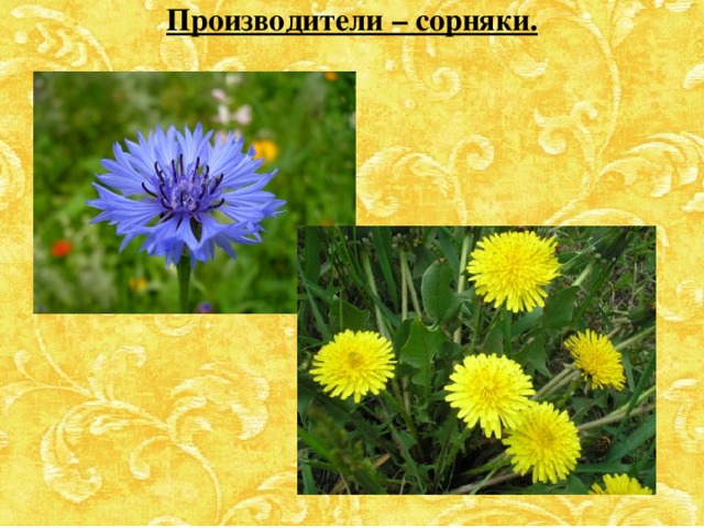Производители – сорняки. 