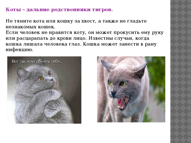 Коты – дальние родственники тигров.  Не тяните кота или кошку за хвост, а также не гладьте незнакомых кошек.  Если человек не нравится коту, он может прокусить ему руку или расцарапать до крови лицо. Известны случаи, когда кошка лишала человека глаз. Кошка может занести в рану инфекцию. 