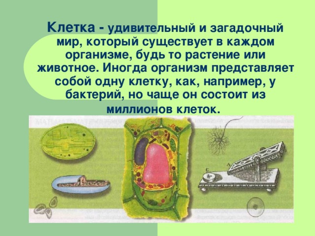 Клетка - удивительный и загадочный мир, который существует в каждом организме, будь то растение или животное. Иногда организм представляет собой одну клетку, как, например, у бактерий, но чаще он состоит из миллионов клеток.  