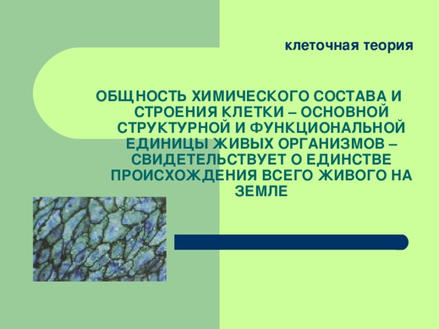  клеточная теория ОБЩНОСТЬ ХИМИЧЕСКОГО СОСТАВА И СТРОЕНИЯ КЛЕТКИ – ОСНОВНОЙ СТРУКТУРНОЙ И ФУНКЦИОНАЛЬНОЙ ЕДИНИЦЫ ЖИВЫХ ОРГАНИЗМОВ – СВИДЕТЕЛЬСТВУЕТ О ЕДИНСТВЕ ПРОИСХОЖДЕНИЯ ВСЕГО ЖИВОГО НА ЗЕМЛЕ 