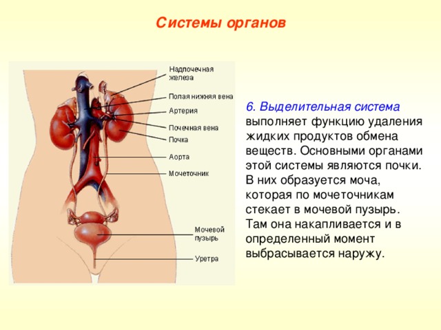 Системы органов 6. Выделительная система  выполняет функцию удаления жидких продуктов обмена веществ. Основными органами этой системы являются почки. В них образуется моча, которая по мочеточникам стекает в мочевой пузырь. Там она накапливается и в определенный момент выбрасывается наружу. 