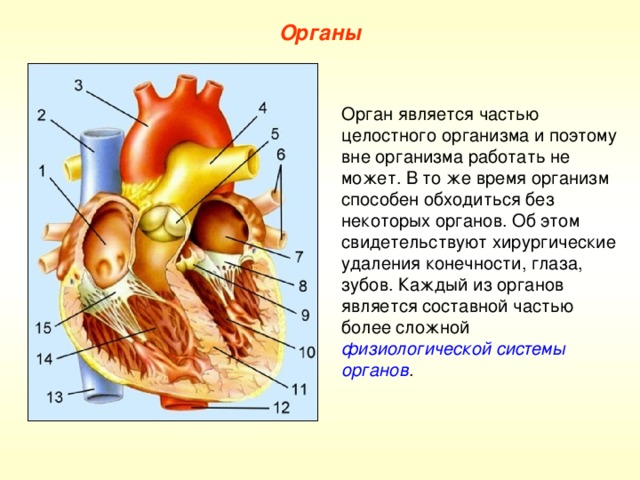 Органы Орган является частью целостного организма и поэтому вне организма работать не может. В то же время организм способен обходиться без некоторых органов. Об этом свидетельствуют хирургические удаления конечности, глаза, зубов. Каждый из органов является составной частью более сложной физиологической системы органов . 