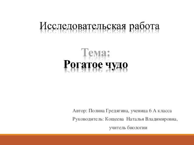 Автор: Полина Гредягина, ученица 6 А класса Руководитель: Кощеева Наталья Владимировна,  учитель биологии Я Полина Гредягина ученица 6 а класса представляю вашему вниманию научно-иследовательскую работу на тему «Рогатое чудо»  