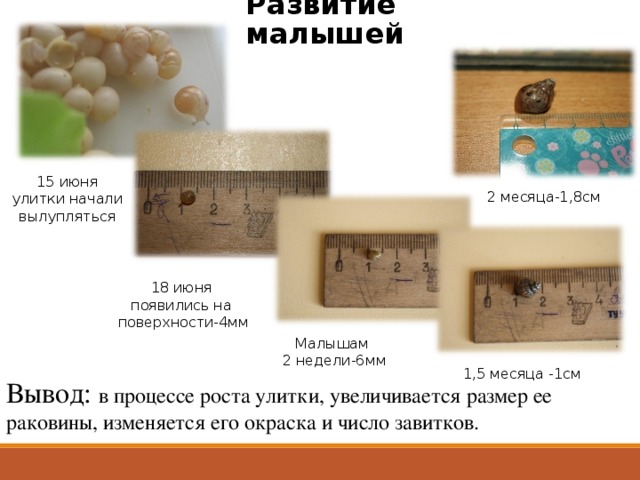Развитие малышей 15 июня улитки начали  вылупляться 2 месяца-1,8см 18 июня появились на  поверхности-4мм Малышам 2 недели-6мм 1,5 месяца -1см Вывод: в процессе роста улитки, увеличивается размер ее раковины, изменяется его окраска и число завитков.  