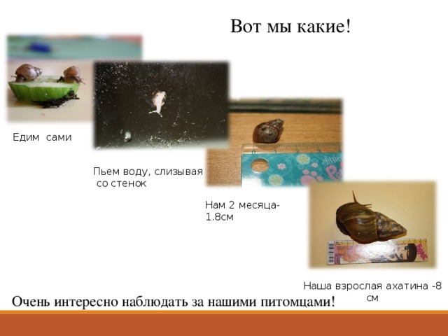 Вот мы какие! Едим сами Пьем воду, слизывая  со стенок Нам 2 месяца-1.8см Наша взрослая ахатина -8 см Очень интересно наблюдать за нашими питомцами ! 