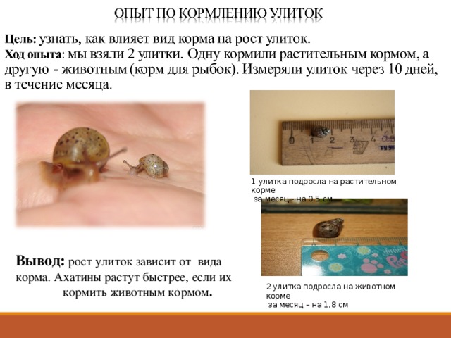 1 улитка подросла на растительном корме  за месяц - на 0.5 см Цель: узнать, как влияет вид корма на рост улиток  Ход опыта : мы взяли 2 улитки. Одну кормили растительным кормом, а другую животным (корм для рыбок). Измеряли улиток через 10 дней, в течение месяца. 1 улитка подросла на растительном корме за месяц - на 0.5 см 2 улитка подросла на животном корме за месяц – на 1,8 см Вывод:  рост улиток зависит от вида корма. Ахатины растут быстрее, если их  кормить животным кормом . 2 улитка подросла на животном корме  за месяц – на 1,8 см  