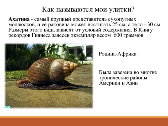 Как называются мои улитки? Ахатина - самый крупный представитель сухопутных моллюсков, и ее раковина может достигать 25 см, а тело - 30 см. Размеры этого вида зависят от условий содержания. В Книгу рекордов Гиннеса занесен экземпляр весом 600 граммов.    Родина-Африка Была завезена во многие тропические районы  Америки и Азии 