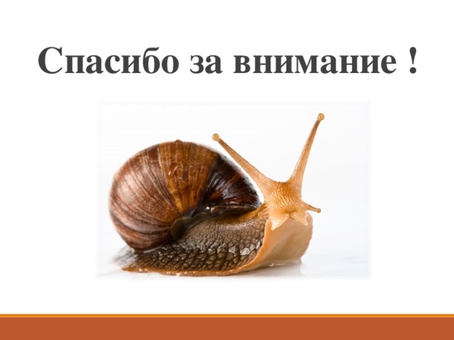 Спасибо за внимание ! 