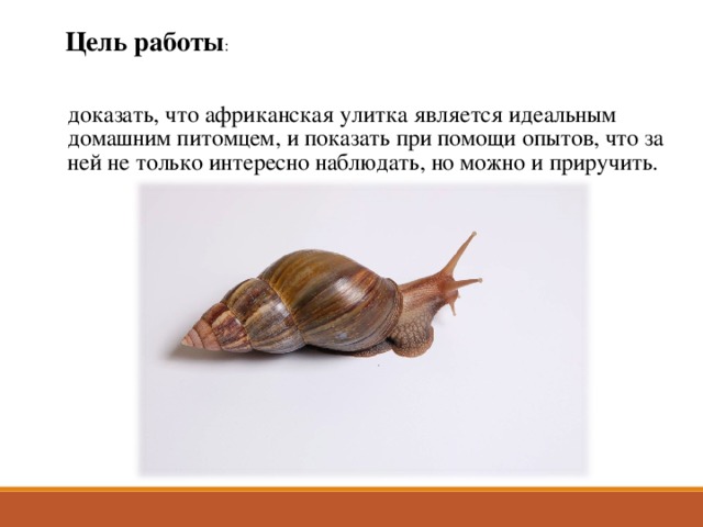 Цель работы :   доказать, что африканская улитка является идеальным домашним питомцем, и показать при помощи опытов, что за ней не только интересно наблюдать, но можно и приручить.      