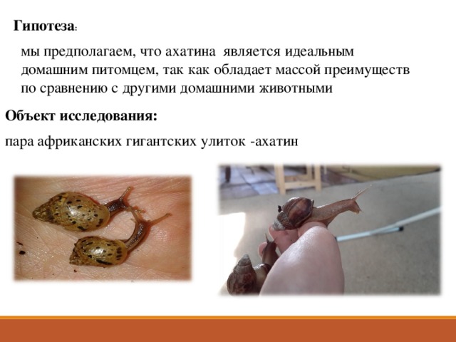 Гипотеза : мы предполагаем, что ахатина является идеальным домашним питомцем, так как обладает массой преимуществ по сравнению с другими домашними животными        Объект исследования: пара африканских гигантских улиток -ахатин  