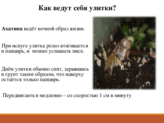 Как ведут себя улитки? Ахатина ведёт ночной образ жизни. При испуге улитка резко втягивается в панцирь, и можно услышать писк.  Днём улитки обычно спят, зарывшись в грунт таким образом, что наверху остаётся только панцирь. Ахатина ведет ночной образ жизни, она не прочь пошебуршать по террариуму ночью - тогда можно слышать, как трётся о стенки её тело или как она позвякивает панцирем по стеклу (если террариум стеклянный). При испуге, улитка резко втягивается в панцирь и можно услышать писк. Вот, пожалуй, и все звуки, которые может издать ахатина. Днём улитки обычно спят, зарывшись в грунт таким образом, что наверху остаётся только панцирь.  Передвигаются медленно –со скоростью 1 см в минуту  Передвигаются медленно – со скоростью 1 см в минуту .  