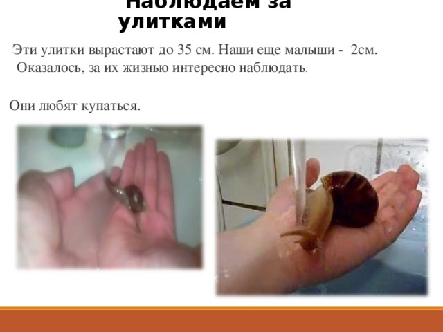  Наблюдаем за улитками Эти улитки вырастают до 35 см. Наши еще малыши - 2см.  Оказалось, за их жизнью интересно наблюдать .  Они любят купаться. Эти улитки вырастают до 35 см. Наши еще малыши всего 2см. Оказалось за их жизнью интересно наблюдать и что у них совершенно разные характеры -одна (или один ) - много спит и мало ест, вторая (или второй ) есть все время и периодически сбегает из 