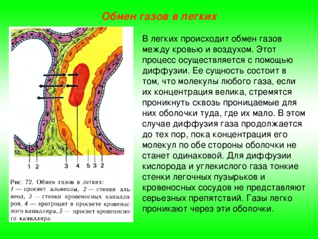 Обмен газов между кровью и тканями схема