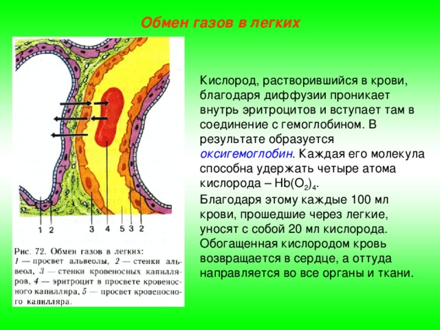 Обмен газов в легких Кислород, растворившийся в крови, благодаря диффузии проникает внутрь эритроцитов и вступает там в соединение с гемоглобином. В результате образуется оксигемоглобин . Каждая его молекула способна удержать четыре атома кислорода – Hb(О 2 ) 4 . Благодаря этому каждые 100 мл крови, прошедшие через легкие, уносят с собой 20 мл кислорода. Обогащенная кислородом кровь возвращается в сердце, а оттуда направляется во все органы и ткани. 