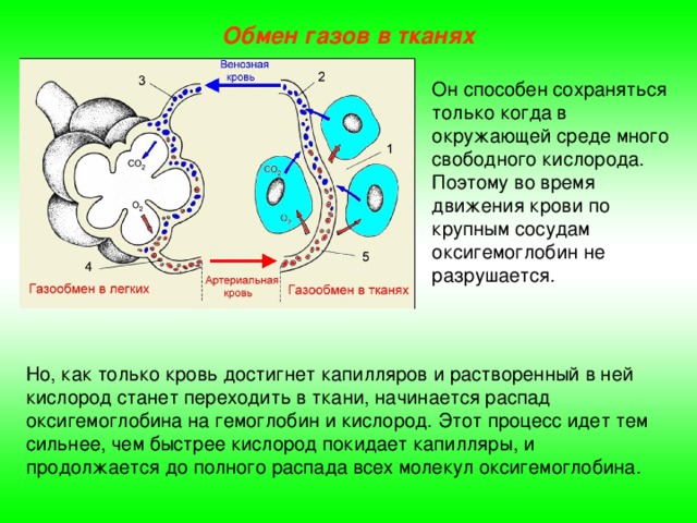 Перемещается углекислый газ из митохондрий в атмосферу. Нгазоообмден в легкизи такнчх. Газообмен в легких и тканях. Газообмен между легкими и тканями. Механизм газообмена в тканях.
