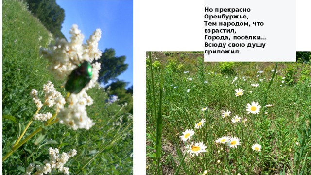 Проект мое оренбуржье 3 класс