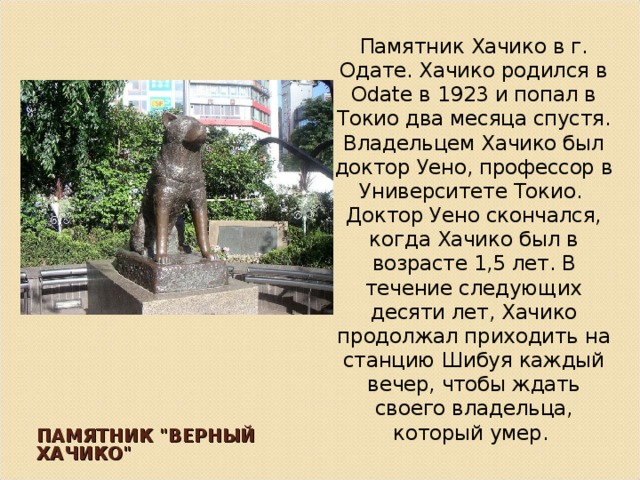 Памятник Хачико в г. Одате. Хачико родился в Odate в 1923 и попал в Токио два месяца спустя. Владельцем Хачико был доктор Уено, профессор в Университете Токио. Доктор Уено скончался, когда Хачико был в возрасте 1,5 лет. В течение следующих десяти лет, Хачико продолжал приходить на станцию Шибуя каждый вечер, чтобы ждать своего владельца, который умер. ПАМЯТНИК 