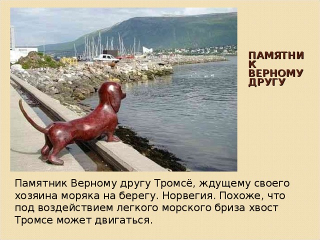 ПАМЯТНИК ВЕРНОМУ ДРУГУ Памятник Верному другу Тромсё, ждущему своего хозяина моряка на берегу. Норвегия. Похоже, что под воздействием легкого морского бриза хвост Тромсе может двигаться. 