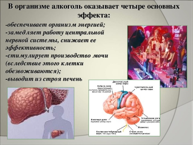 В организме алкоголь оказывает четыре основных эффекта: - обеспечивает организм энергией; -замедляет работу центральной нервной системы, снижает ее эффективность; -стимулирует производство мочи (вследствие этого клетки обезвоживаются); -выводит из строя печень 
