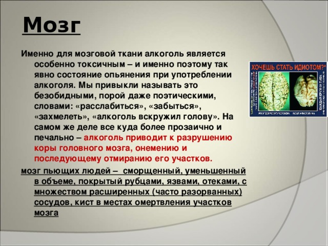 Мозг Именно для мозговой ткани алкоголь является особенно токсичным – и именно поэтому так явно состояние опьянения при употреблении алкоголя. Мы привыкли называть это безобидными, порой даже поэтическими, словами: «расслабиться», «забыться», «захмелеть», «алкоголь вскружил голову». На самом же деле все куда более прозаично и печально – алкоголь приводит к разрушению коры головного мозга, онемению и последующему отмиранию его участков. мозг пьющих людей – сморщенный, уменьшенный в объеме, покрытый рубцами, язвами, отеками, с множеством расширенных (часто разорванных) сосудов, кист в местах омертвления участков мозга 