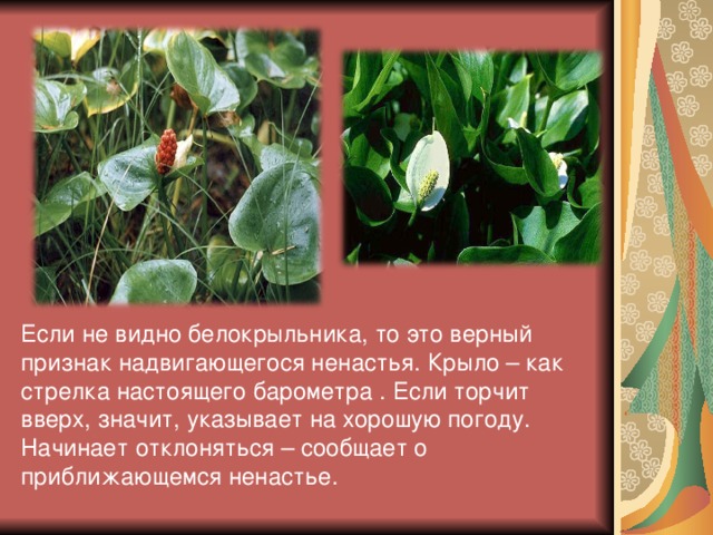 Если не видно белокрыльника, то это верный признак надвигающегося ненастья. Крыло – как стрелка настоящего барометра . Если торчит вверх, значит, указывает на хорошую погоду. Начинает отклоняться – сообщает о приближающемся ненастье. 