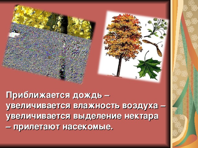 Приближается дождь – увеличивается влажность воздуха – увеличивается выделение нектара – прилетают насекомые. 