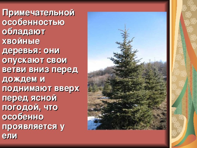 Примечательной особенностью обладают хвойные деревья: они опускают свои ветви вниз перед дождем и поднимают вверх перед ясной погодой, что особенно проявляется у ели  