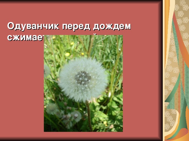 Одуванчик перед дождем сжимает пушистый шар.   