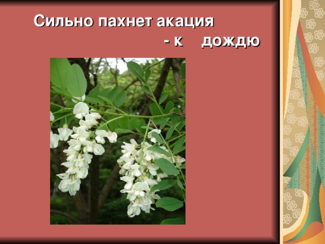  Сильно пахнет акация  - к дождю 