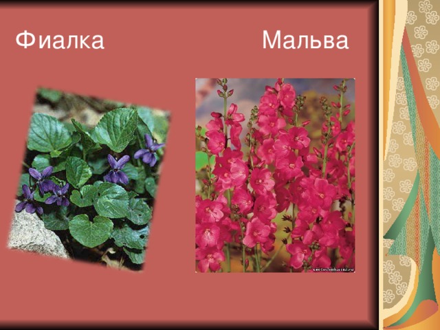 Фиалка Мальва 