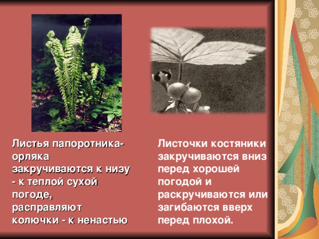 Листочки костяники закручиваются вниз перед хорошей погодой и раскручиваются или загибаются вверх перед плохой.  Листья папоротника-орляка закручиваются к низу - к теплой сухой погоде, расправляют колючки - к ненастью 