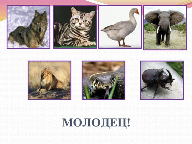 МОЛОДЕЦ! 