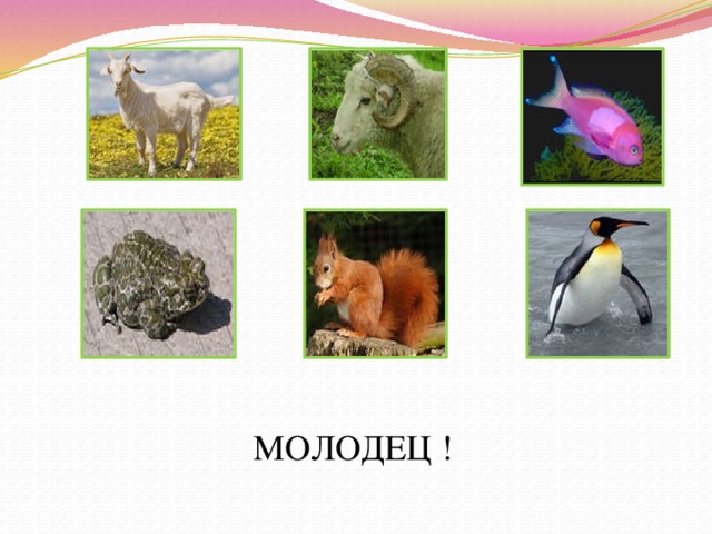 МОЛОДЕЦ ! 