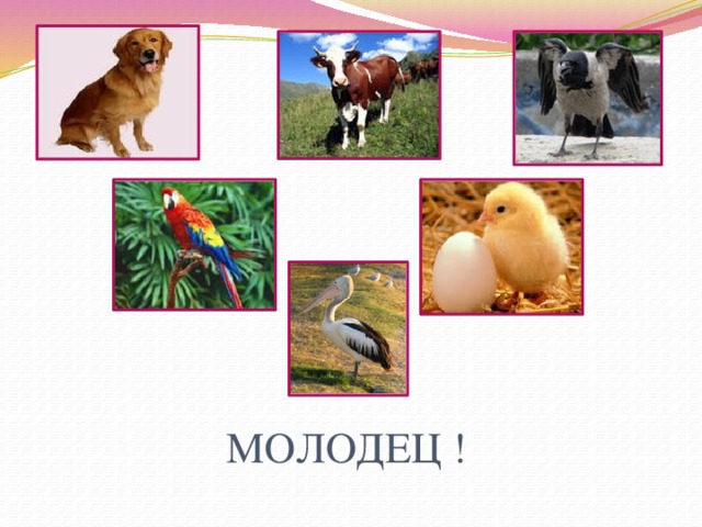 МОЛОДЕЦ ! 