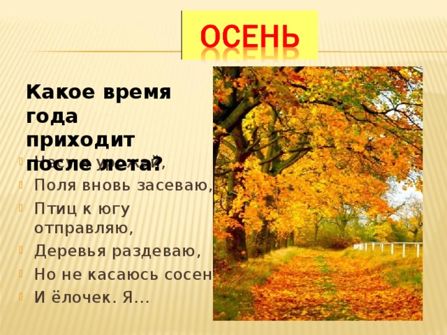 Какое время года приходит после лета? Несу я урожай, Поля вновь засеваю, Птиц к югу отправляю, Деревья раздеваю, Но не касаюсь сосен И ёлочек. Я… 