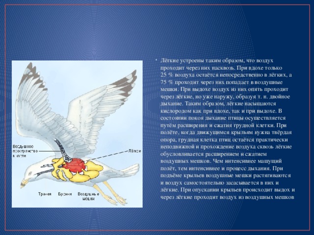 Лёгкие устроены таким образом, что воздух проходит через них насквозь. При вдохе только 25 % воздуха остаётся непосредственно в лёгких, а 75 % проходит через них попадает в воздушные мешки. При выдохе воздух из них опять проходит через лёгкие, но уже наружу, образуя т. н. двойное дыхание. Таким образом, лёгкие насыщаются кислородом как при вдохе, так и при выдохе. В состоянии покоя дыхание птицы осуществляется путём расширения и сжатия грудной клетки. При полёте, когда движущимся крыльям нужна твёрдая опора, грудная клетка птиц остаётся практически неподвижной и прохождение воздуха сквозь лёгкие обусловливается расширением и сжатием воздушных мешков. Чем интенсивнее машущий полёт, тем интенсивнее и процесс дыхания. При подъёме крыльев воздушные мешки растягиваются и воздух самостоятельно засасывается в них и лёгкие. При опускании крыльев происходит выдох и через лёгкие проходит воздух из воздушных мешков 