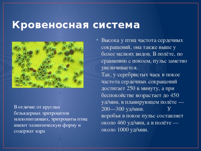 Кровеносная система Высока у птиц частота сердечных сокращений, она также выше у более мелких видов. В полёте, по сравнению с покоем, пульс заметно увеличивается. Так, у серебристых чаек в покое частота сердечных сокращений достигает 250 в минуту, а при беспокойстве возрастает до 450 уд/мин, в планирующем полёте — 200—300 уд/мин. У воробья в покое пульс составляет около 460 уд/мин, а в полёте — около 1000 уд/мин. В отличие от круглых безъядерных эритроцитов млекопитающих, эритроциты птиц имеют эллиптическую форму и содержат ядра 