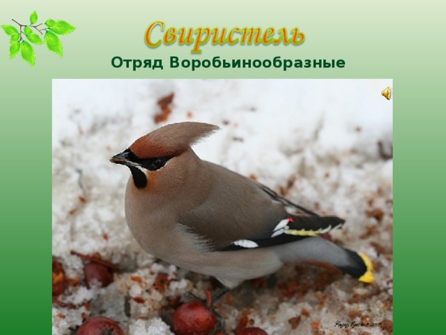  Отряд Воробьинообразные 