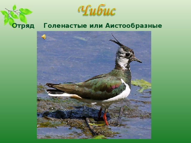 Отряд Голенастые или Аистообразные  