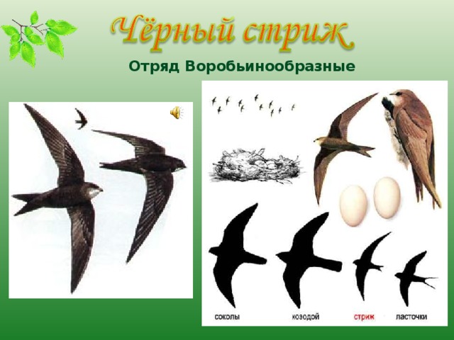 Отряд Воробьинообразные 