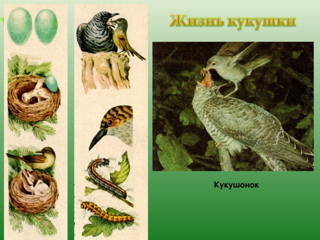 Кукушонок 